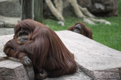 白天两只棕色的猴子坐在地板上